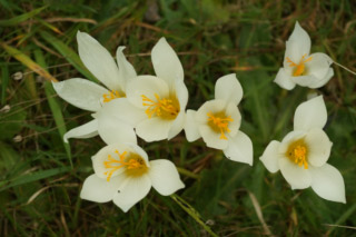 Crocus speciosus 'Albus' bestellen